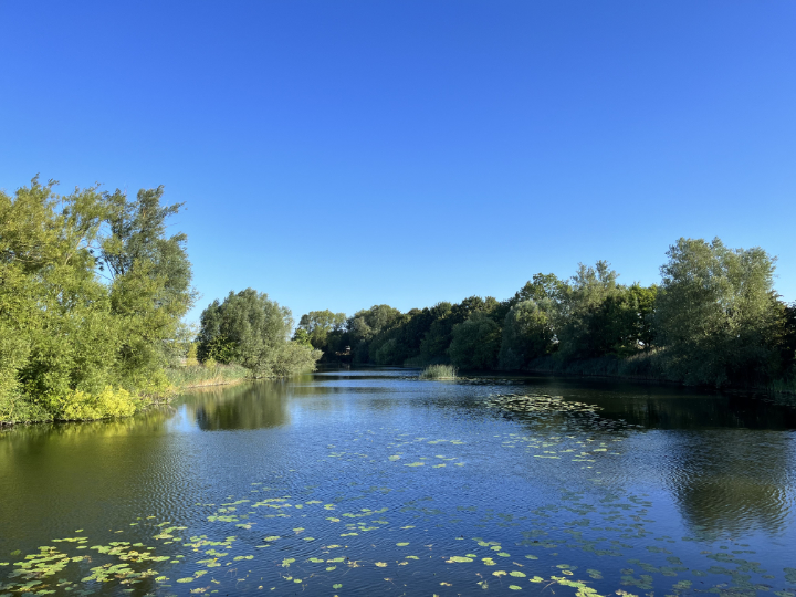 A calm lake surrounded by green trees under a clear blue sky, with lily pads floating on the water.