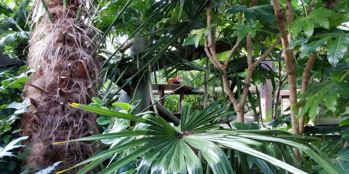 Photo of a red panda in the distance, seen through a gap in green foliage